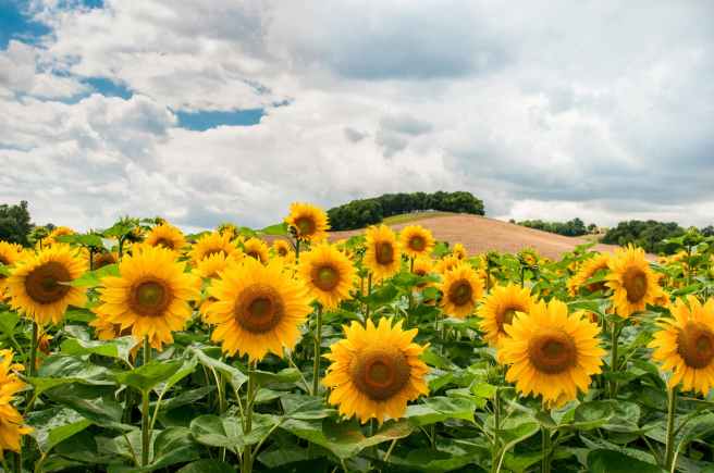 landscape nature sunflowers sky